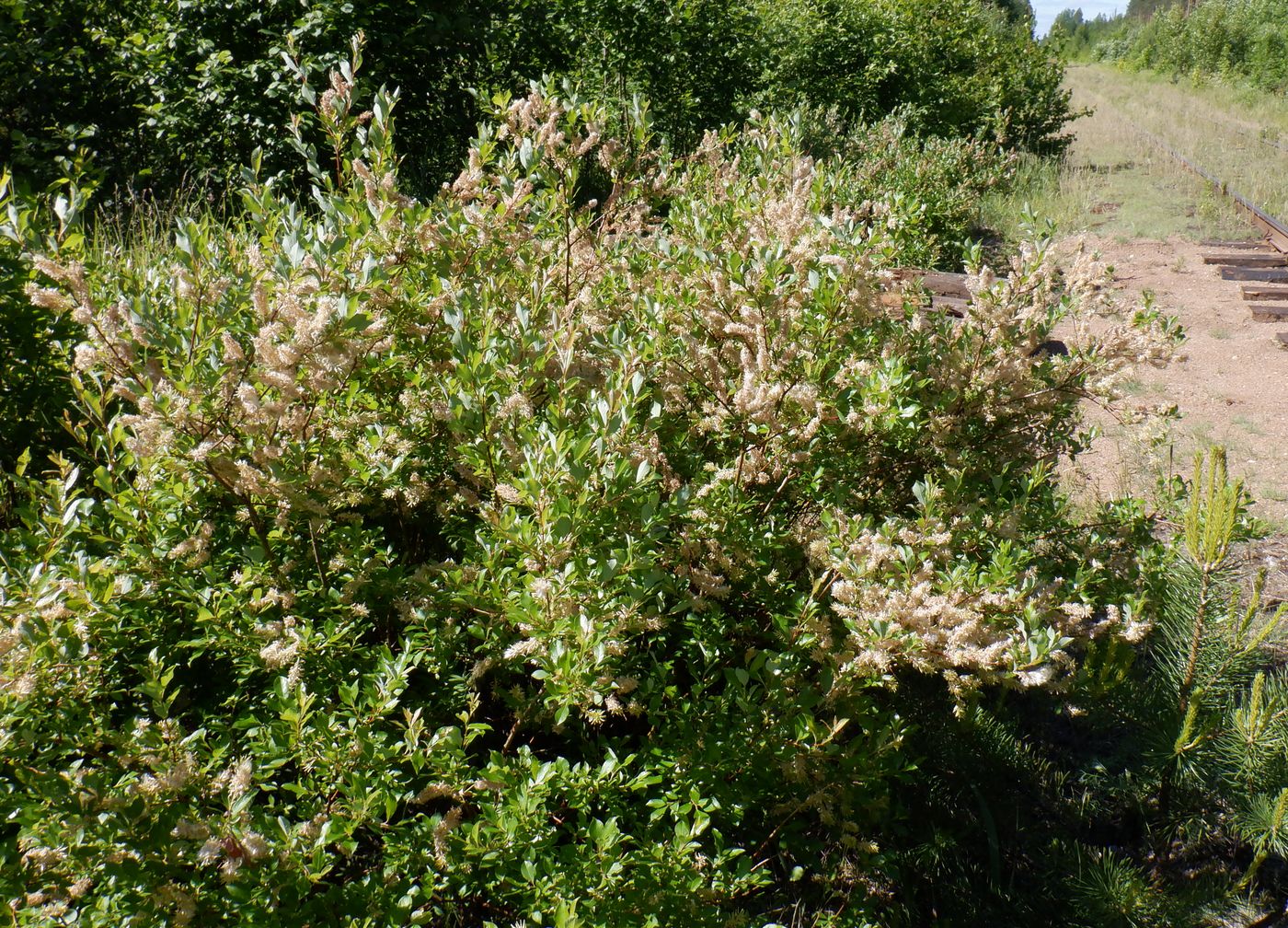 Изображение особи Salix starkeana.