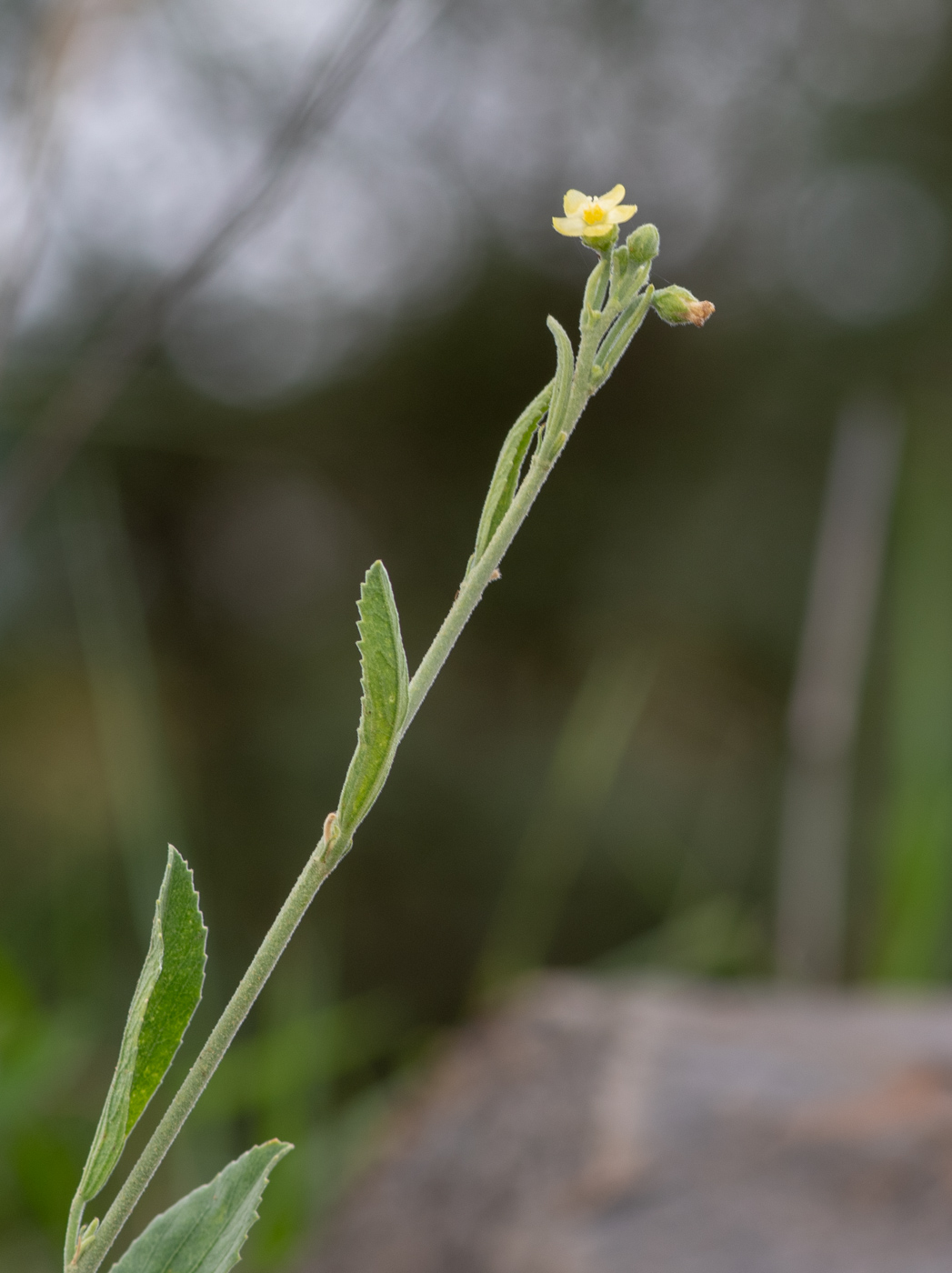 Image of Hibiscus sulfuranthus specimen.