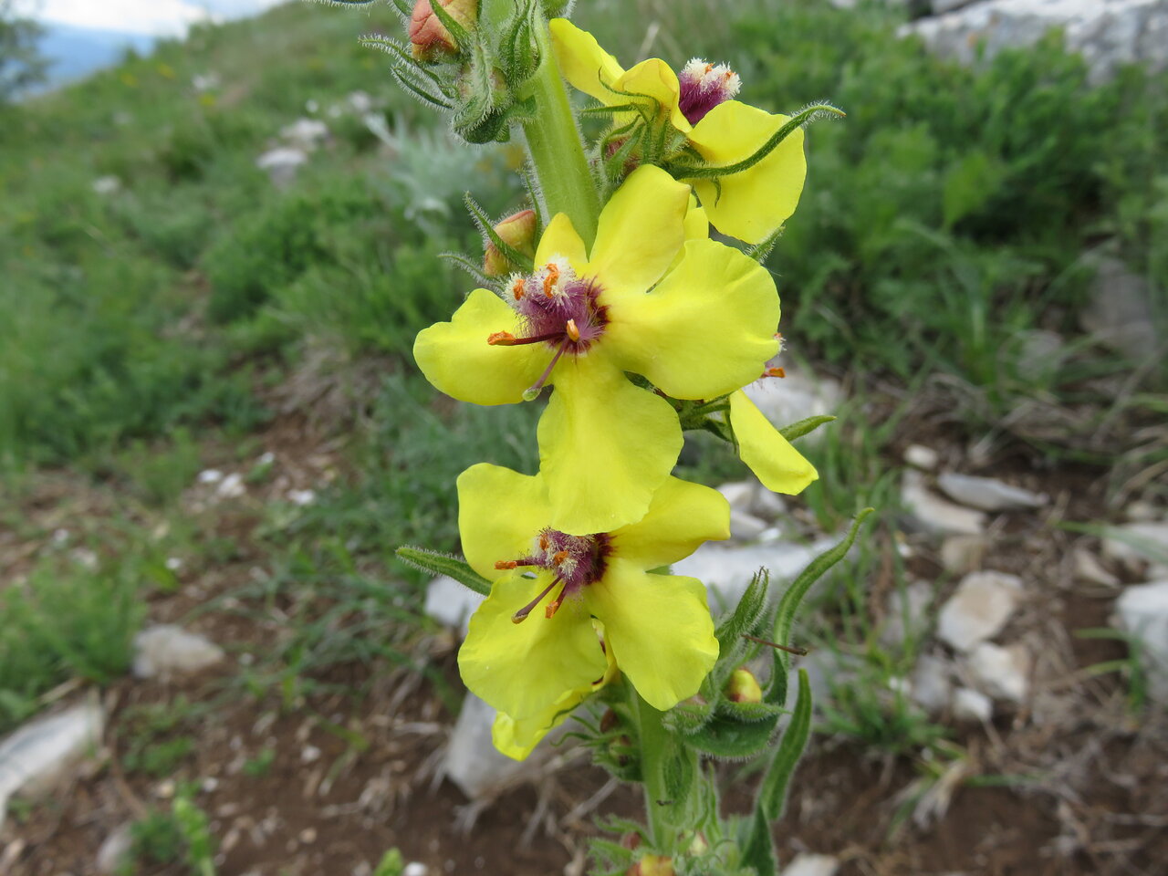 Изображение особи Verbascum anisophyllum.