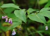 Vicia unijuga. Верхушка растения с соцветиями. Приморский край, Ольгинский р-н, 6 км Ю-В с. Милоградово, бух. Красная Скала. 12.08.2009.
