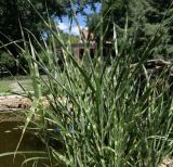Miscanthus sinensis