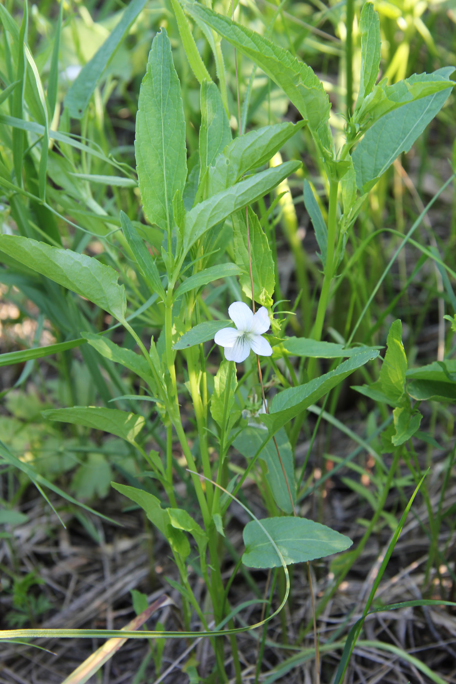 Image of genus Viola specimen.