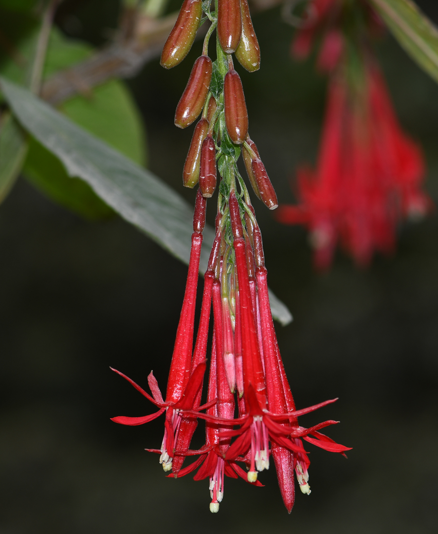 Image of Fuchsia boliviana specimen.