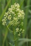 Thalictrum flavum. Соцветие. Ростовская обл., Аксайский р-н, окр. хут. Александровка, степной склон. 12.06.2016.