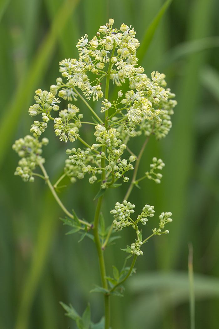 Изображение особи Thalictrum flavum.