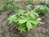 Rodgersia podophylla
