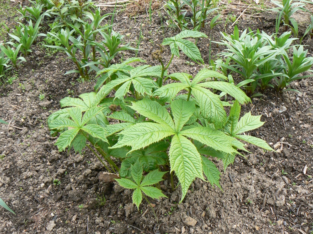 Изображение особи Rodgersia podophylla.