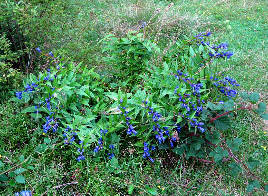 Image of Gentiana asclepiadea specimen.