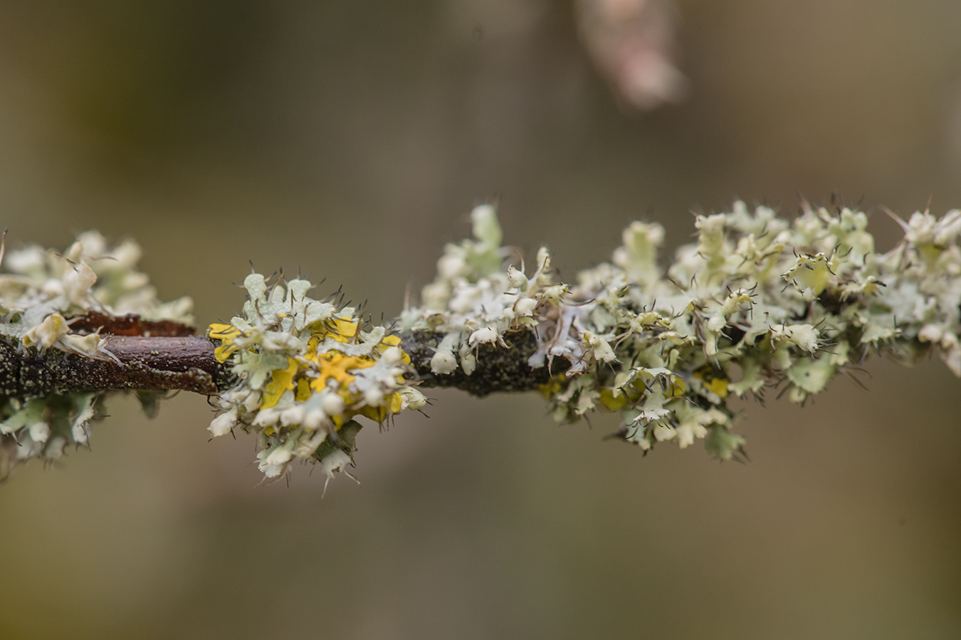 Изображение особи Physcia adscendens.