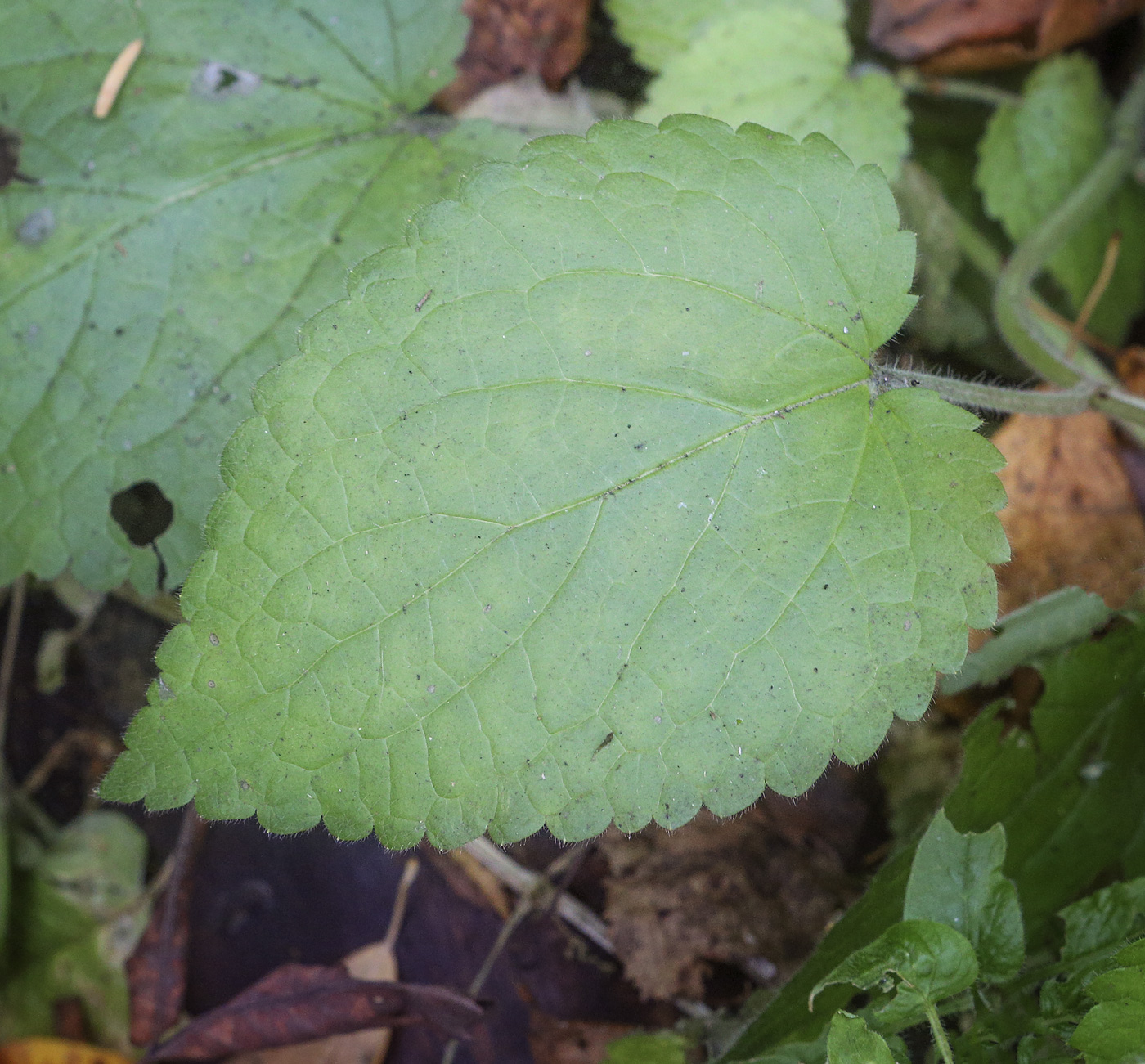 Изображение особи Stachys sylvatica.