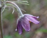 Pulsatilla pratensis