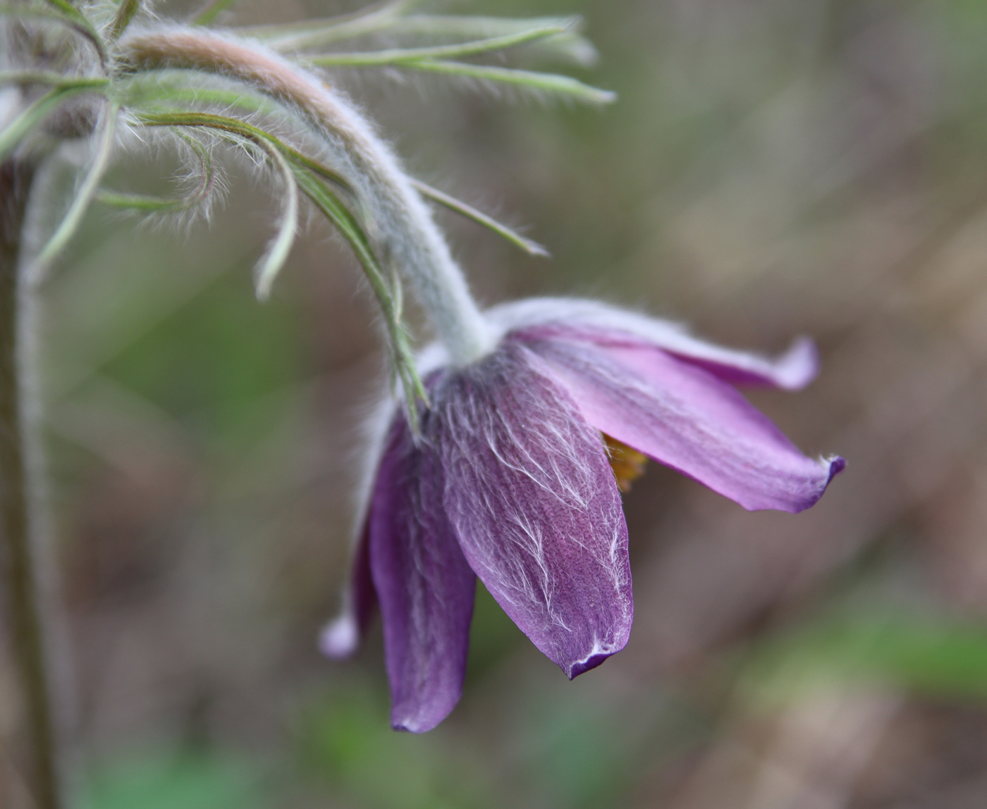 Изображение особи Pulsatilla pratensis.