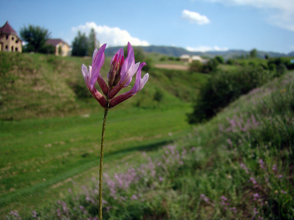 Изображение особи Astragalus bosbutooensis.