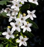 Myoporum parvifolium. Цветки. Израиль, Нижняя Галилея, г. Верхний Назарет, подпорная стенка. 25.05.2021.