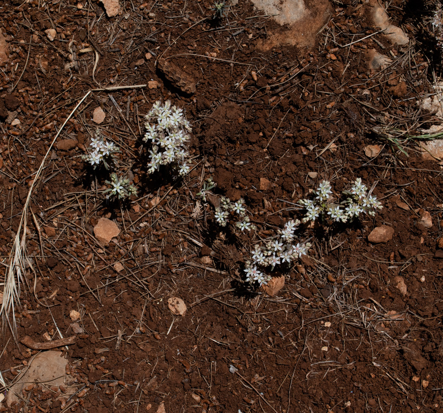 Image of Sedum rubens specimen.