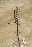 Eremurus olgae