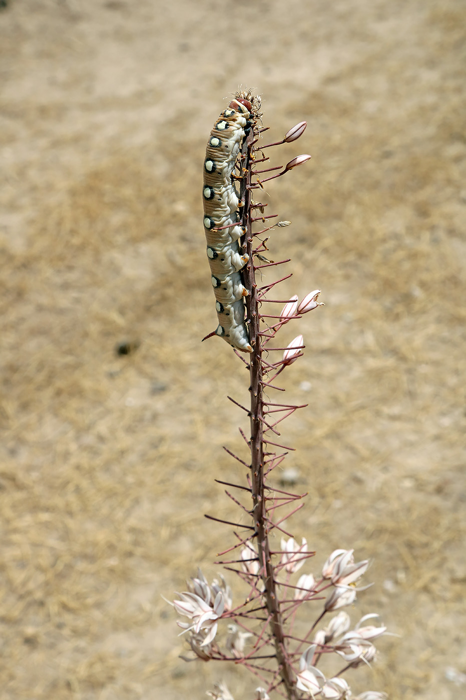 Image of Eremurus olgae specimen.
