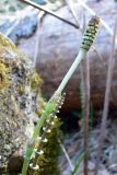 Equisetum pratense. Генеративный и вегетативный побеги. Свердловская обл., окр. г. Североуральск, на берегу р. Вагран. 15.05.2010.