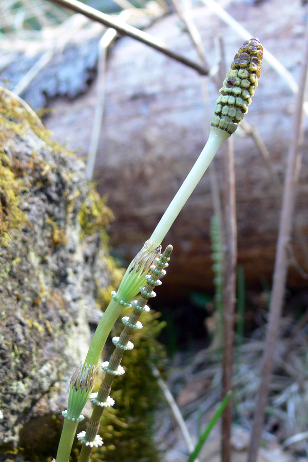 Изображение особи Equisetum pratense.