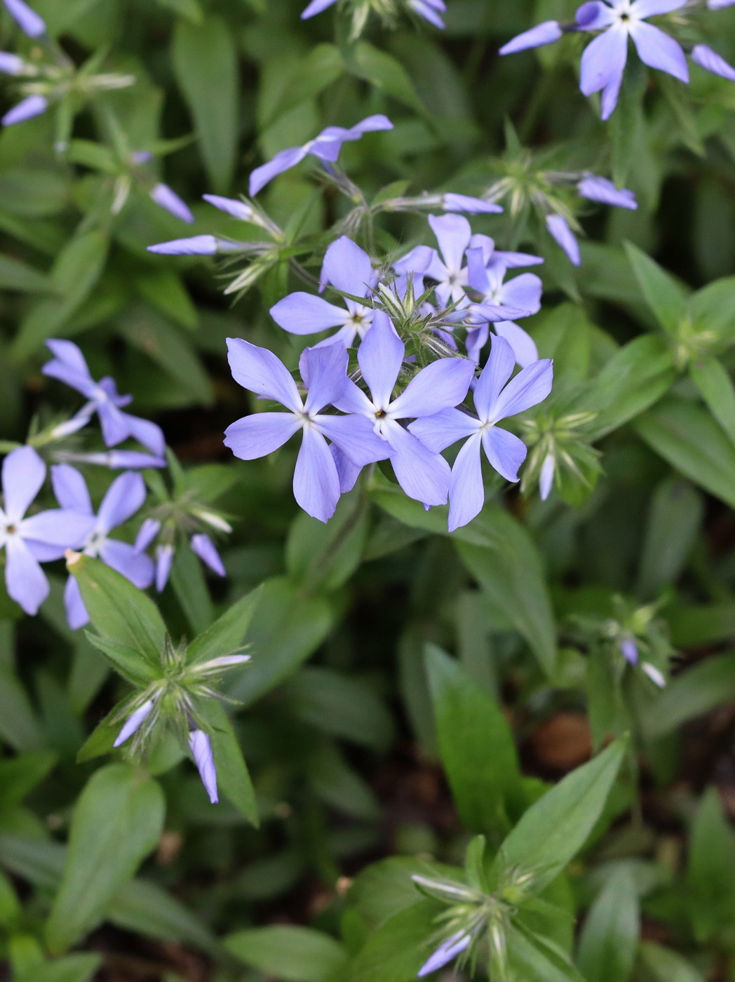 Image of Phlox divaricata specimen.