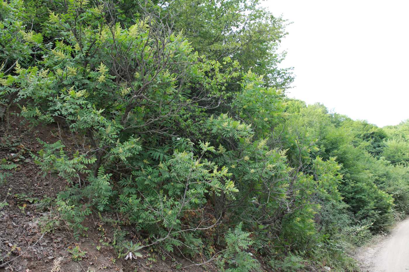 Image of Rhus coriaria specimen.