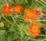 Erigeron aurantiacus