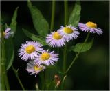 Erigeron подвид lilacinus