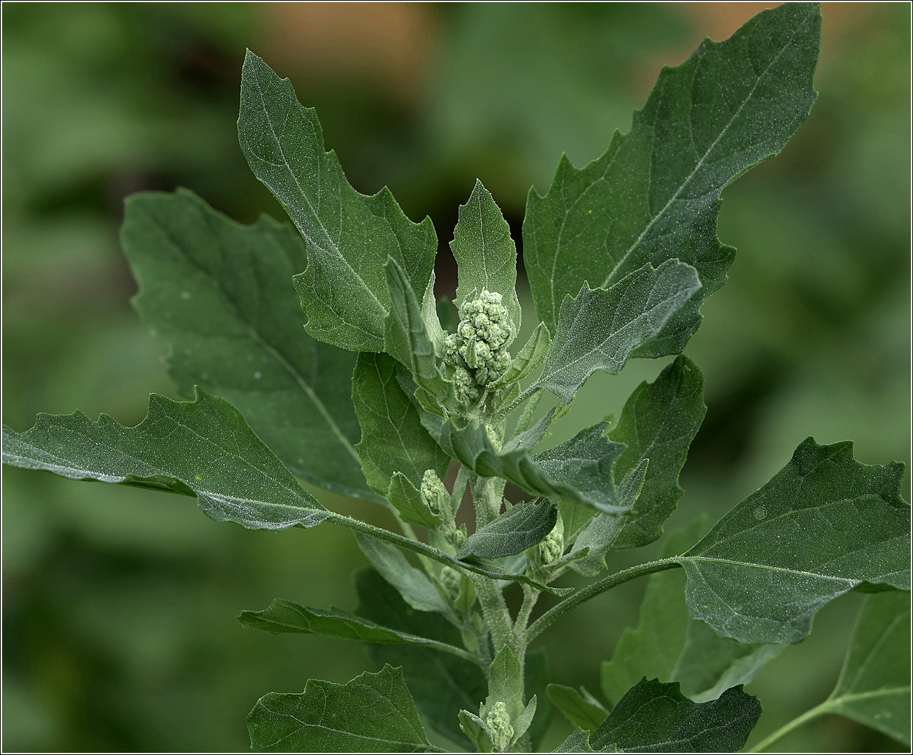 Изображение особи Chenopodium album.