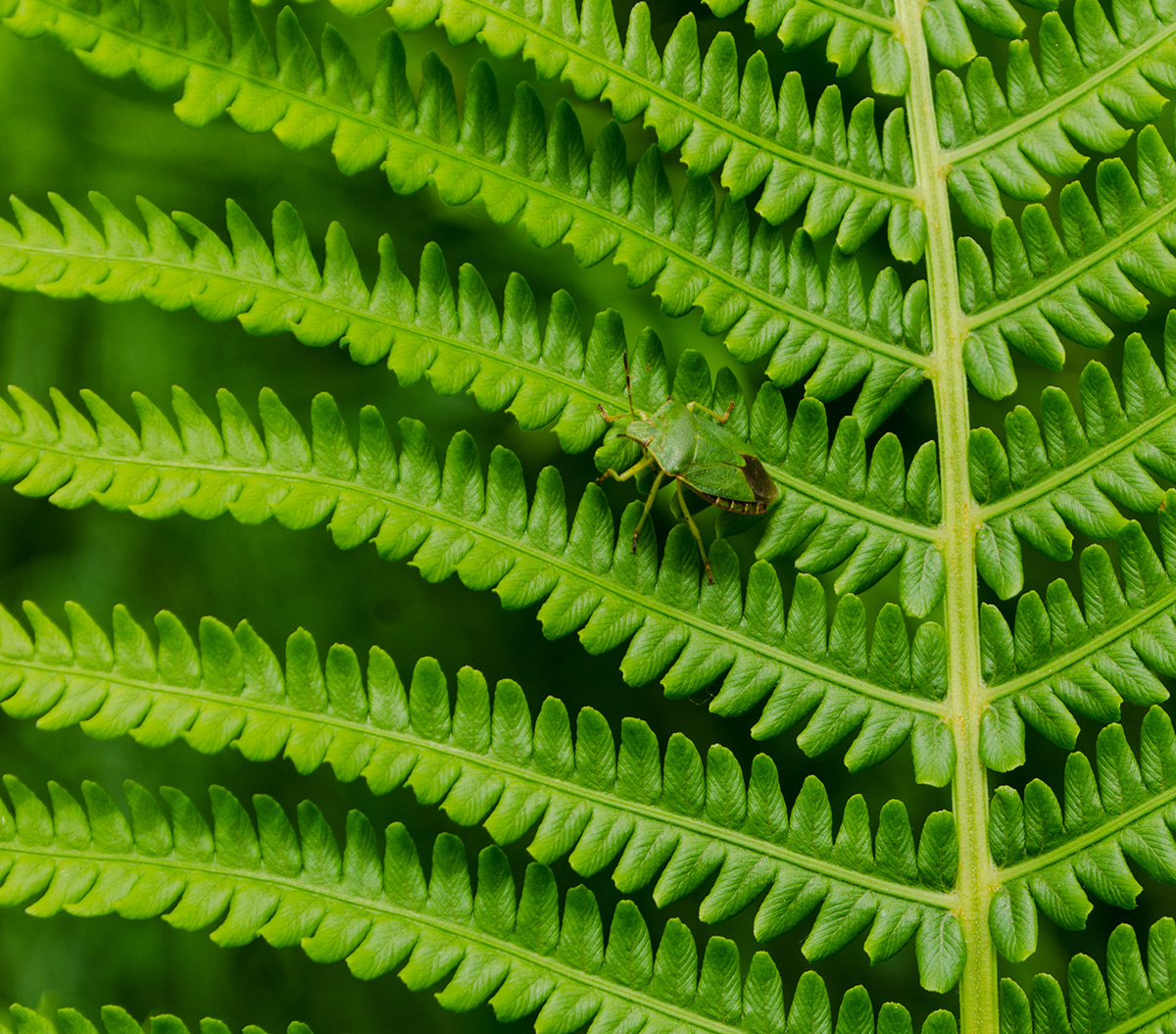 Изображение особи Matteuccia struthiopteris.