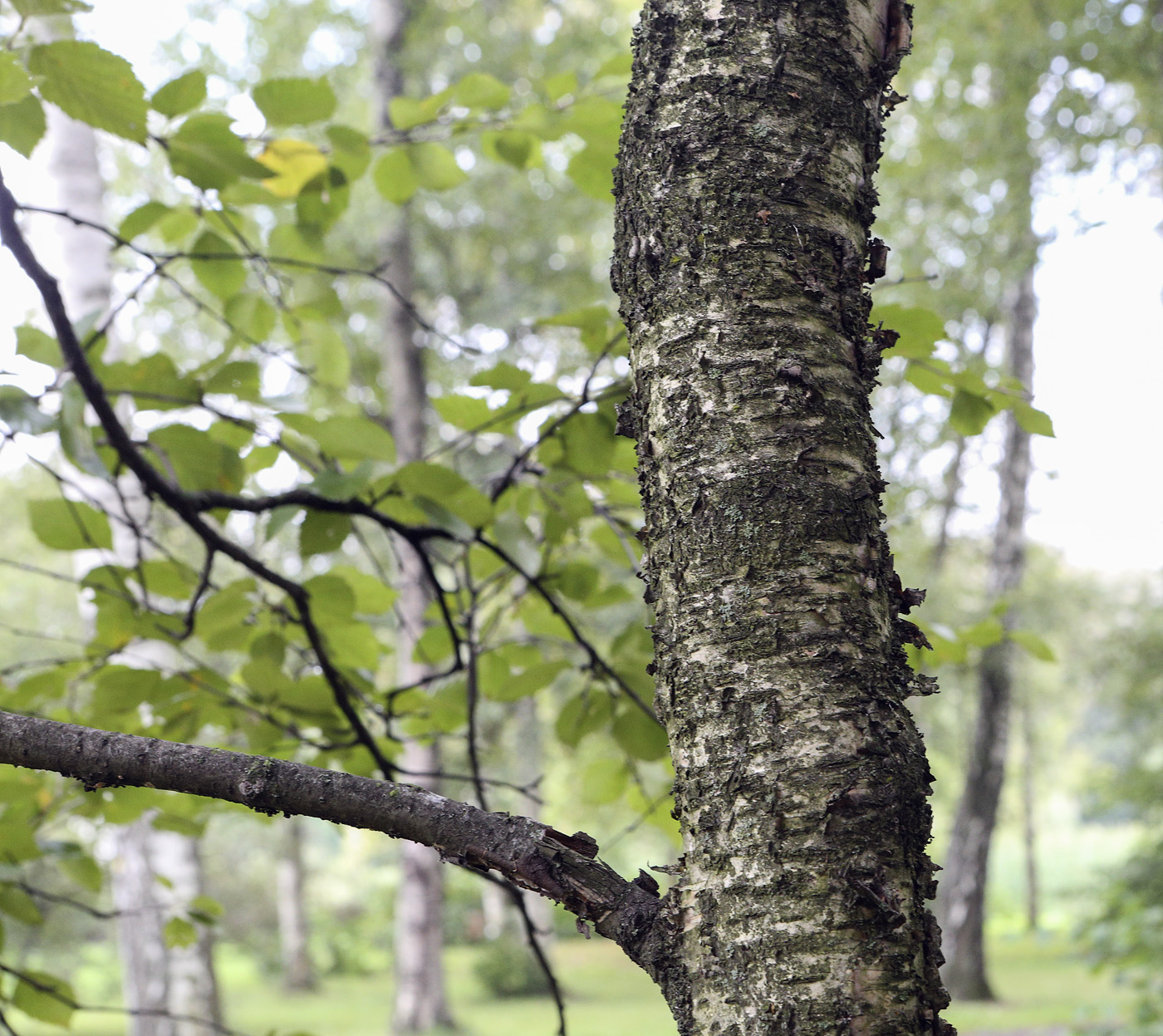 Image of genus Betula specimen.