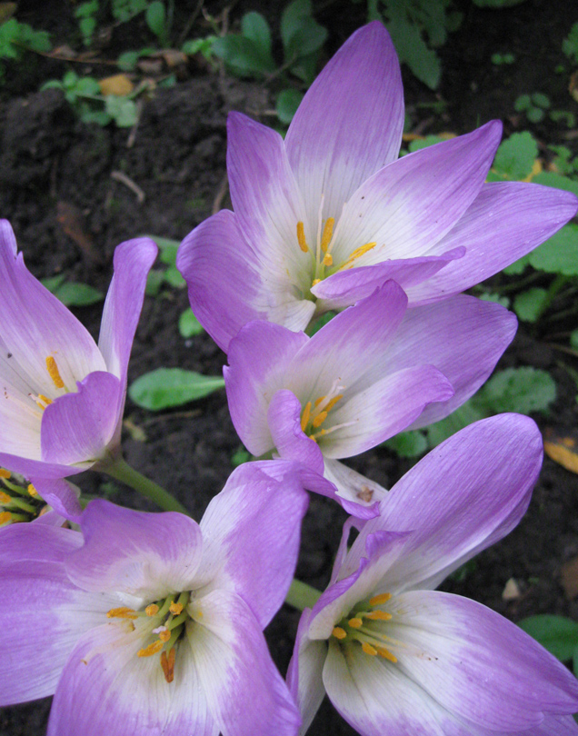 Image of Colchicum speciosum specimen.