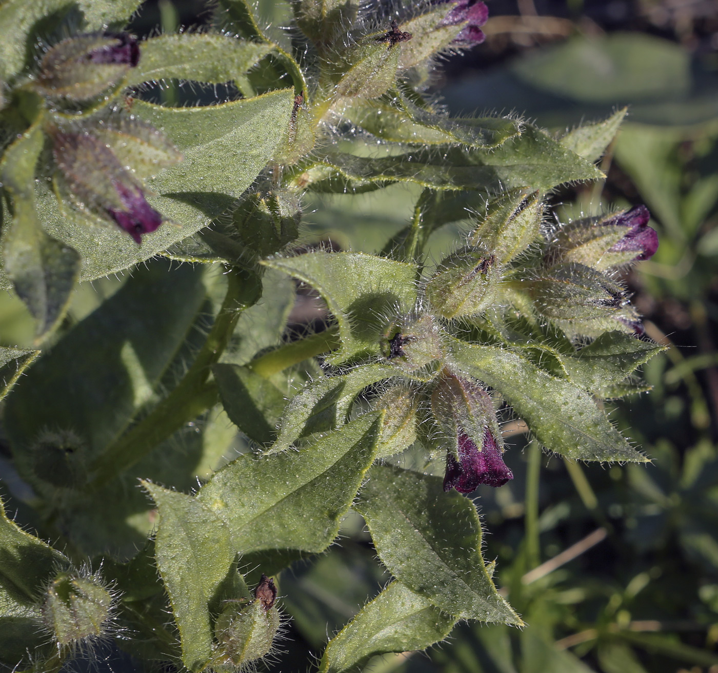 Image of Nonea rossica specimen.