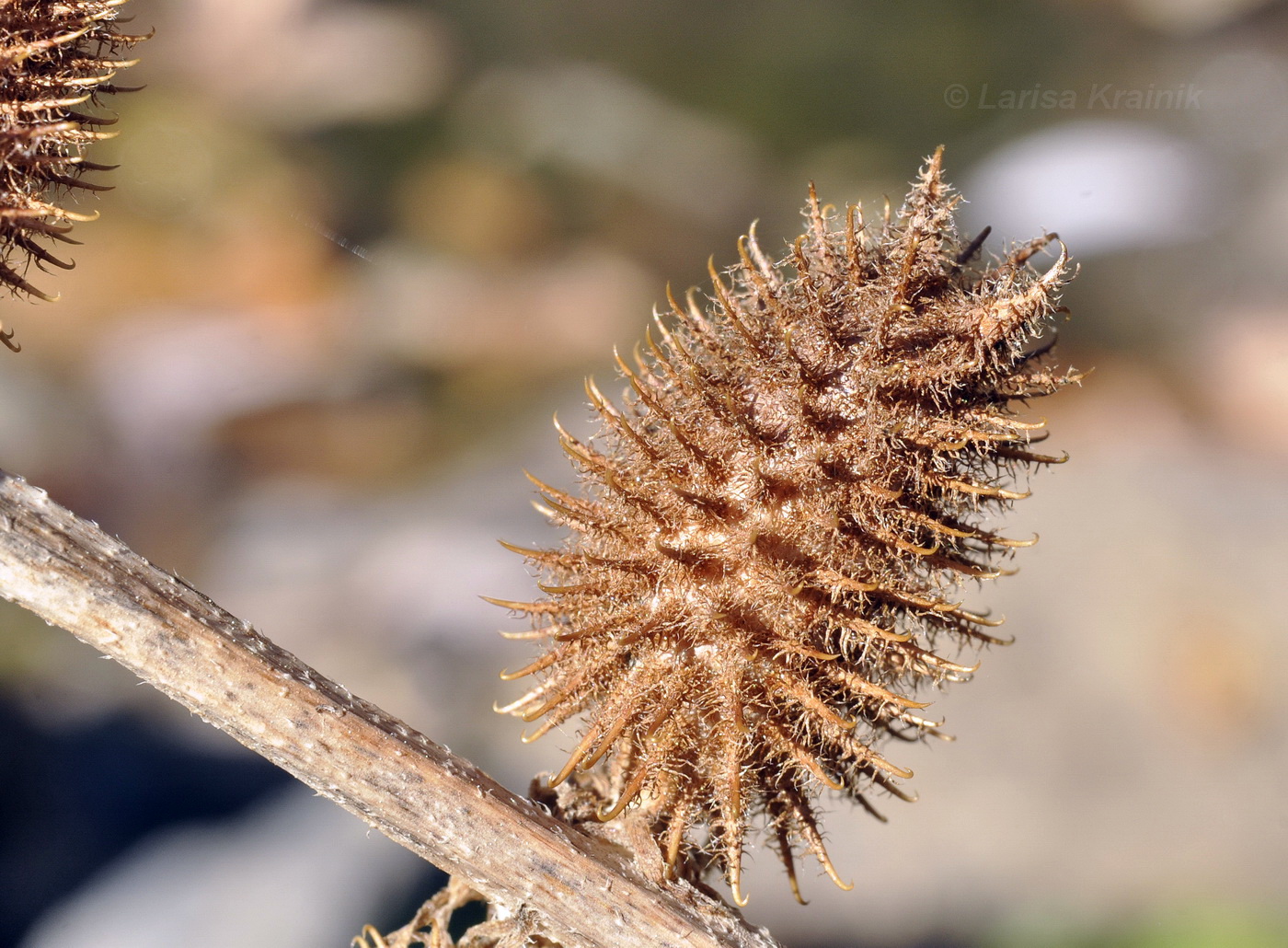 Image of Xanthium orientale specimen.