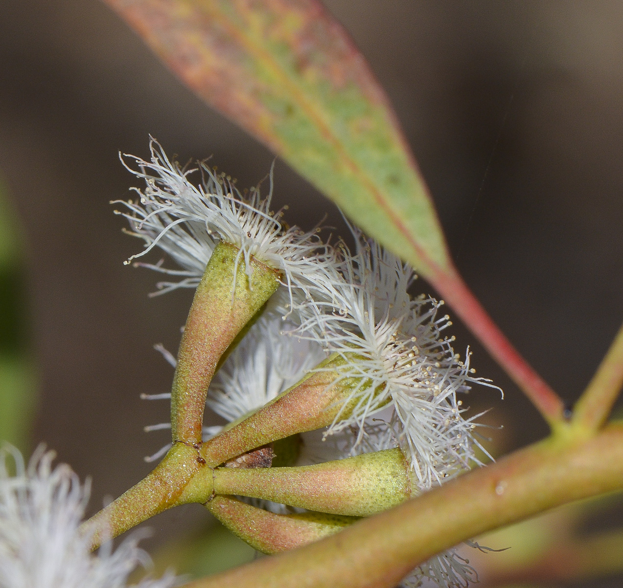 Изображение особи род Eucalyptus.