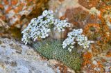 Draba ossetica