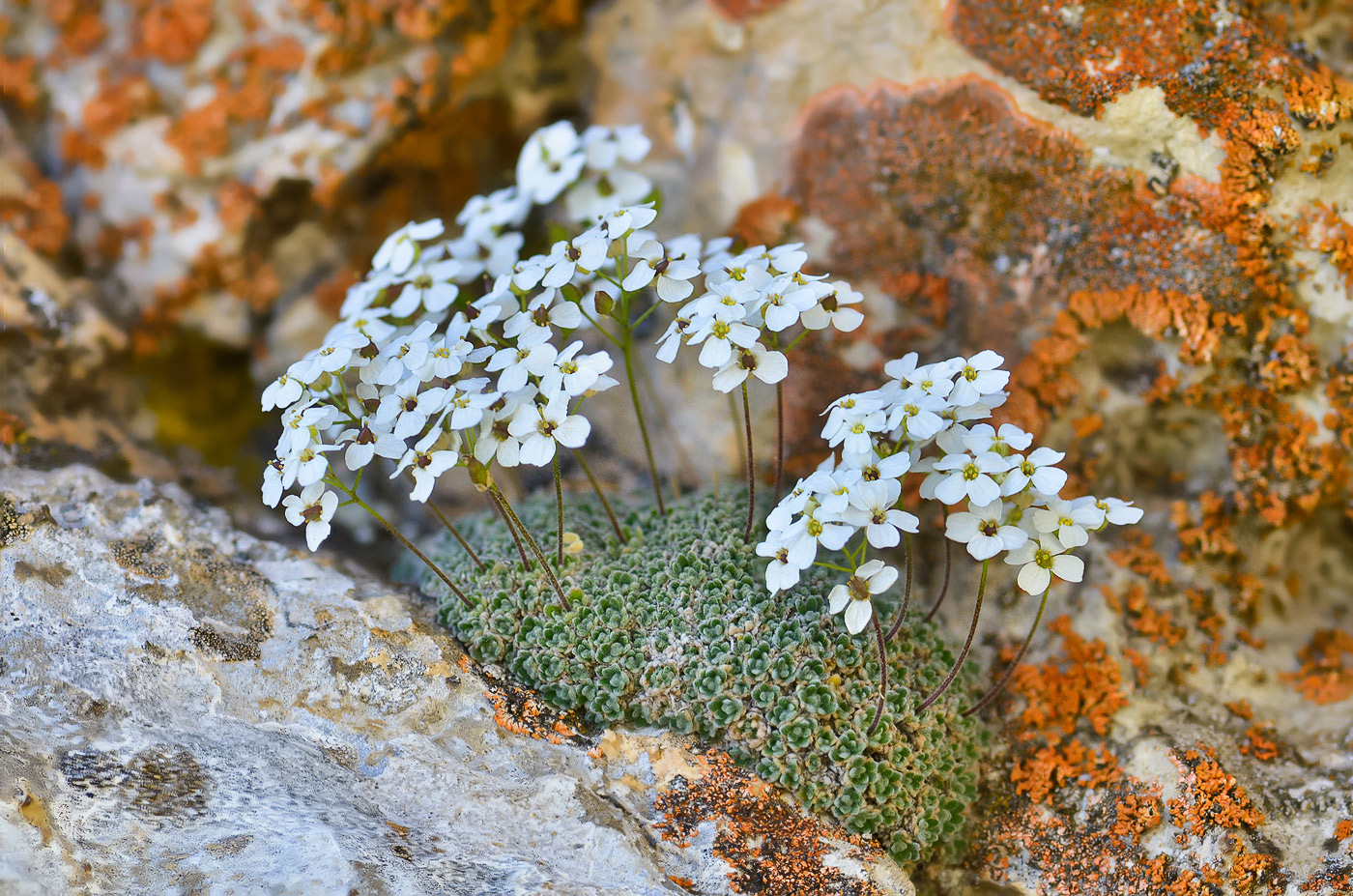 Изображение особи Draba ossetica.