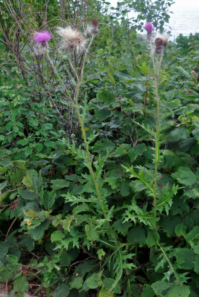 Image of Cirsium maackii specimen.