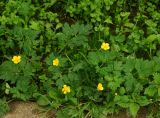 Ranunculus repens