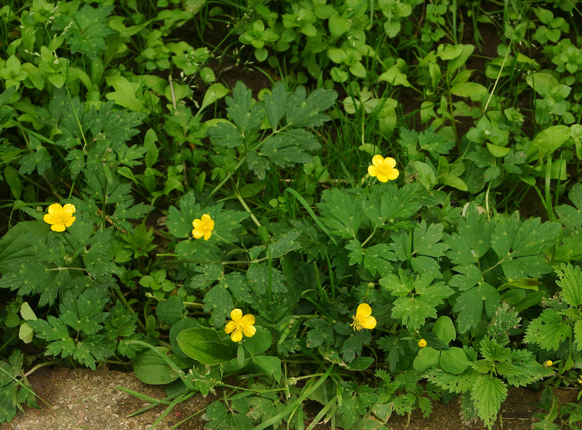 Image of Ranunculus repens specimen.