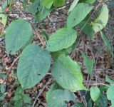 Tripterygium wilfordii