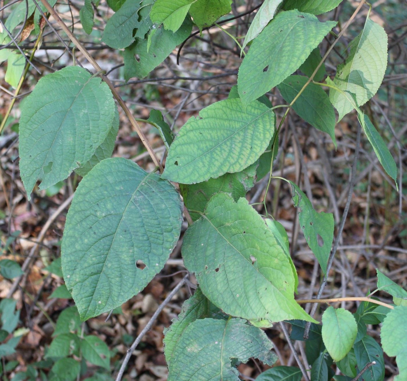 Image of Tripterygium wilfordii specimen.