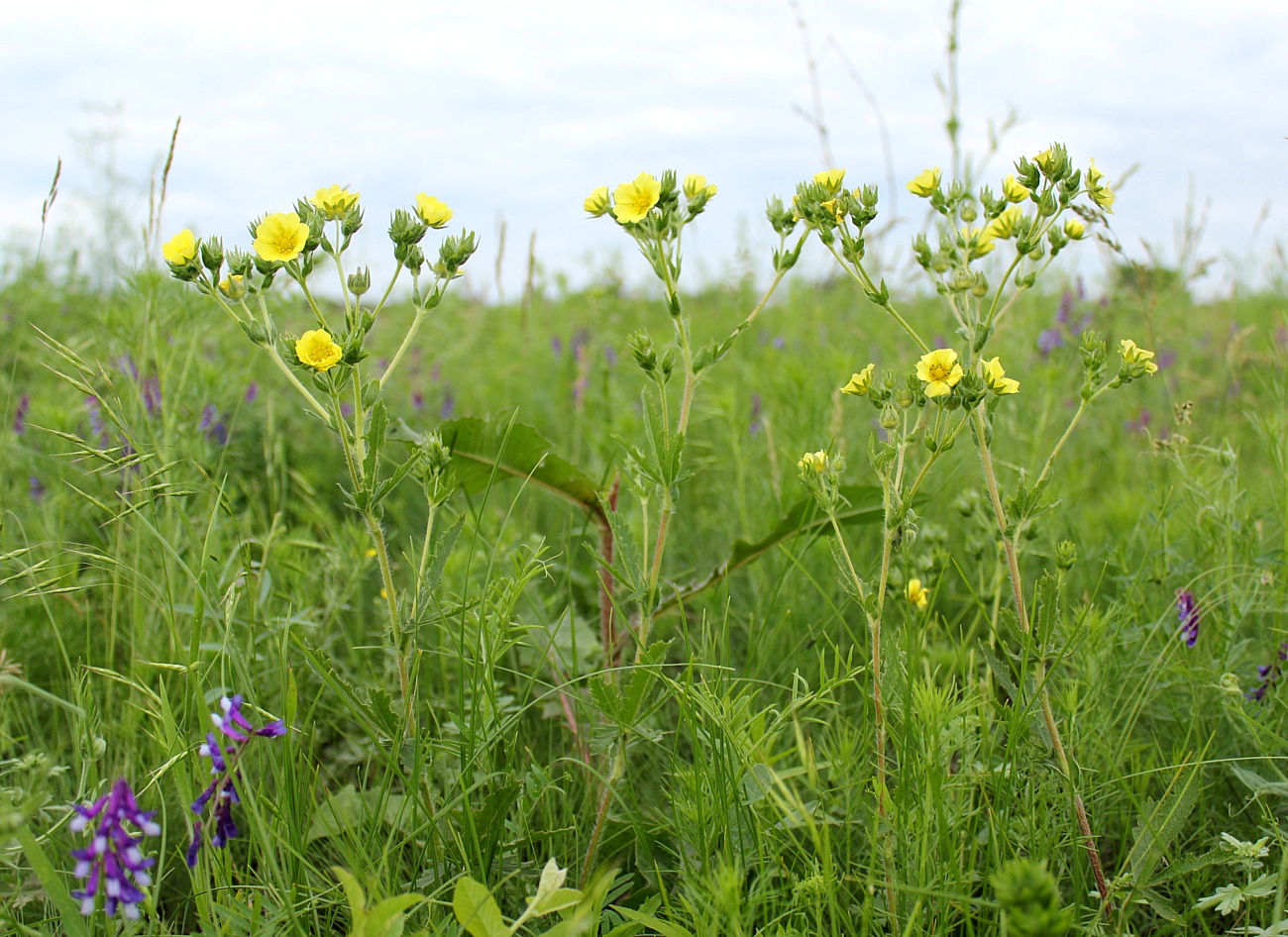 Изображение особи Potentilla obscura.