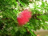 Calliandra haematocephala