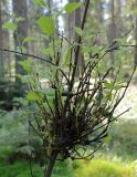 Betula pubescens. \"Ведьмина метла\" на молодом дереве. Карелия, Лахденпохский р-н, окр. пос. Ихала, на просеке в еловом лесу. 27.07.2019.