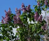 Syringa vulgaris