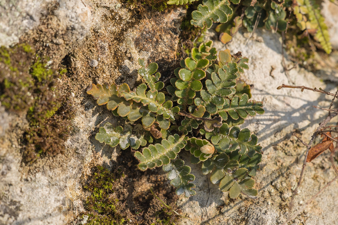 Image of Ceterach officinarum specimen.