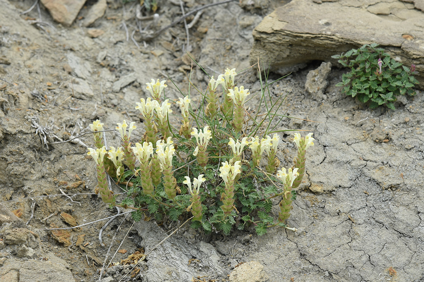 Image of Scutellaria orientalis specimen.