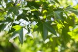 Acer serrulatum. Листья. Абхазия, г. Сухум, Сухумский ботанический сад, в культуре. 14.05.2021.