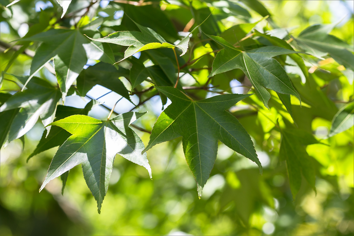 Image of Acer serrulatum specimen.