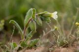 Nonea lutea. Соцветие. Калмыкия, Целинный р-н, окр. села Троицкое, балка Каменная, степной склон. 17.04.2022.